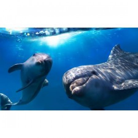Tapet autocolant -Dolphins - 150x250cm Tapet autocolant -Dolphins - 150x250cm