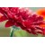 Tapet autocolant -Jerbera 3 - 150X224cm