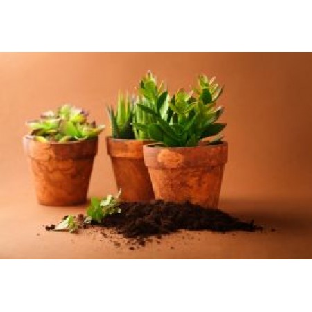 Tapet autocolant -Plante de interior 1 - 150x225cm Tapet autocolant -Plante de interior 1 - 150x225cm