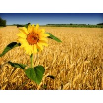 Tapet autocolant -Tapet floarea soarelui 1 - 150x200cm